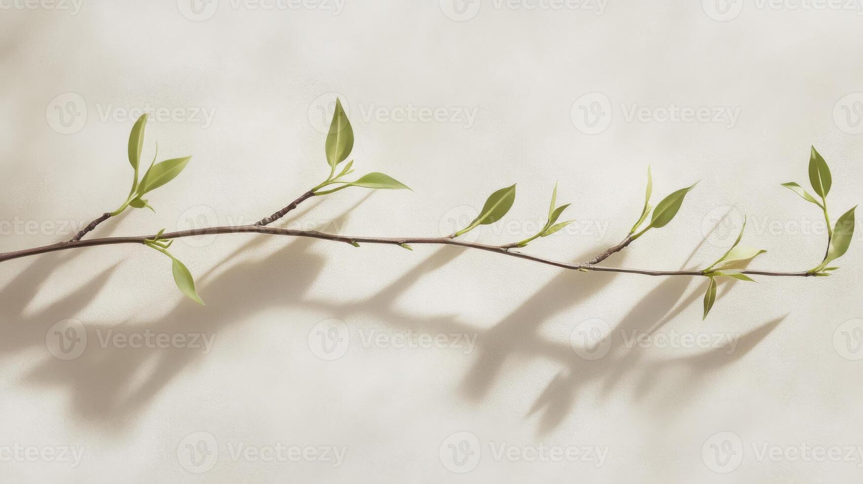 A delicate willow branch with gracefully arching stems and fresh, tender green leaves, captured in a serene spring atmosphere. photo