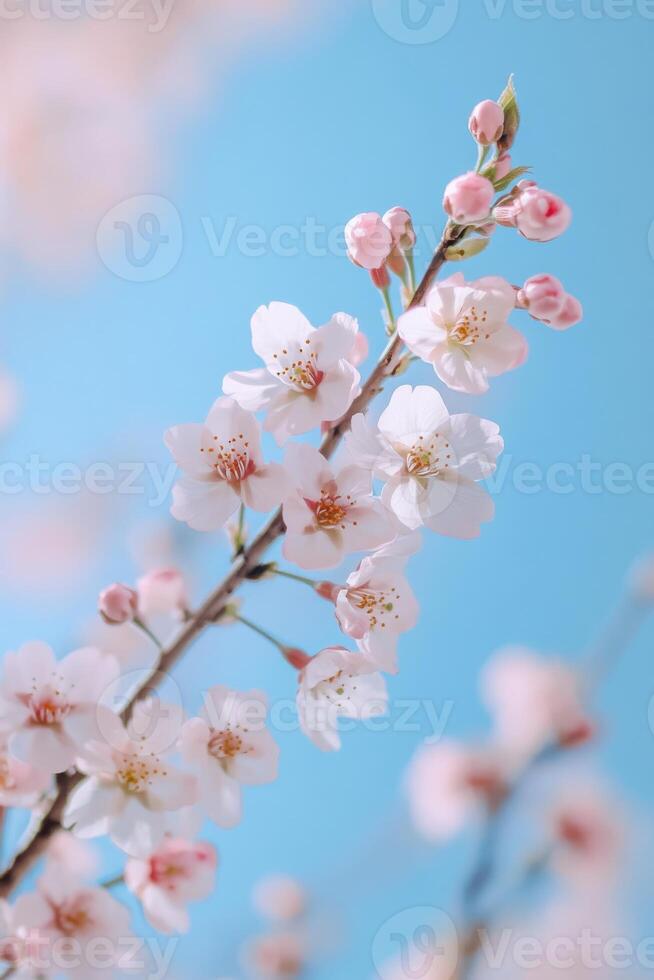 A delicate sakura branch with tender blossom in a serene spring atmosphere. photo