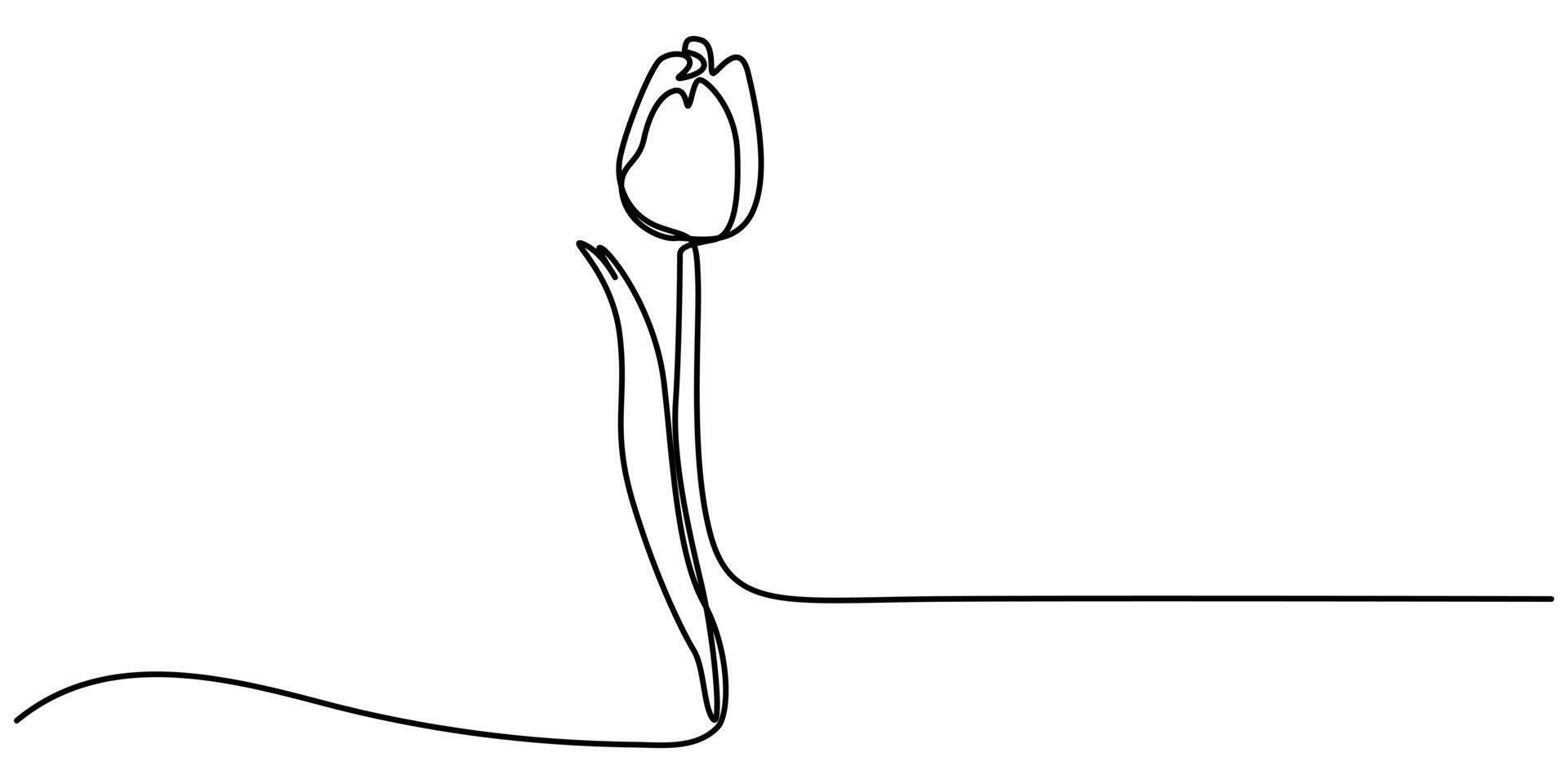 Tulip continuous one line drawing abstract flower vector
