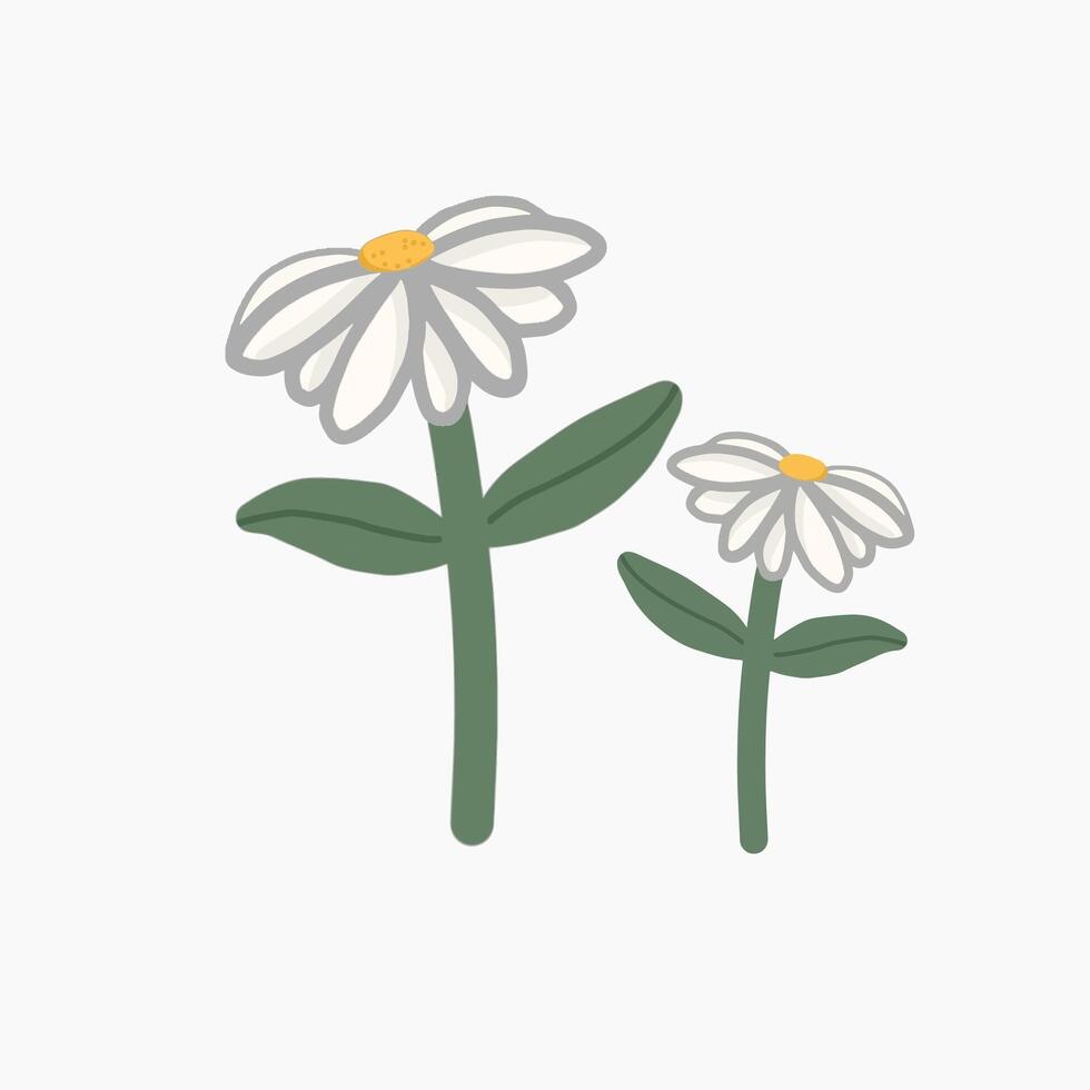 beautiful daisy flowers design vector