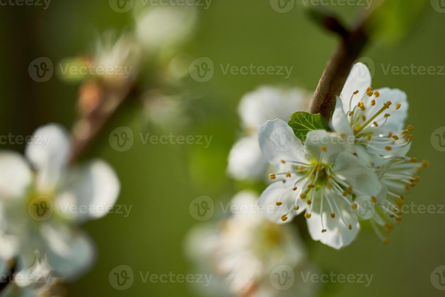 a close up of a white flower on a tree photo
