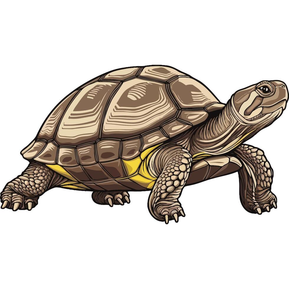 Realistic Turtle Design. vector