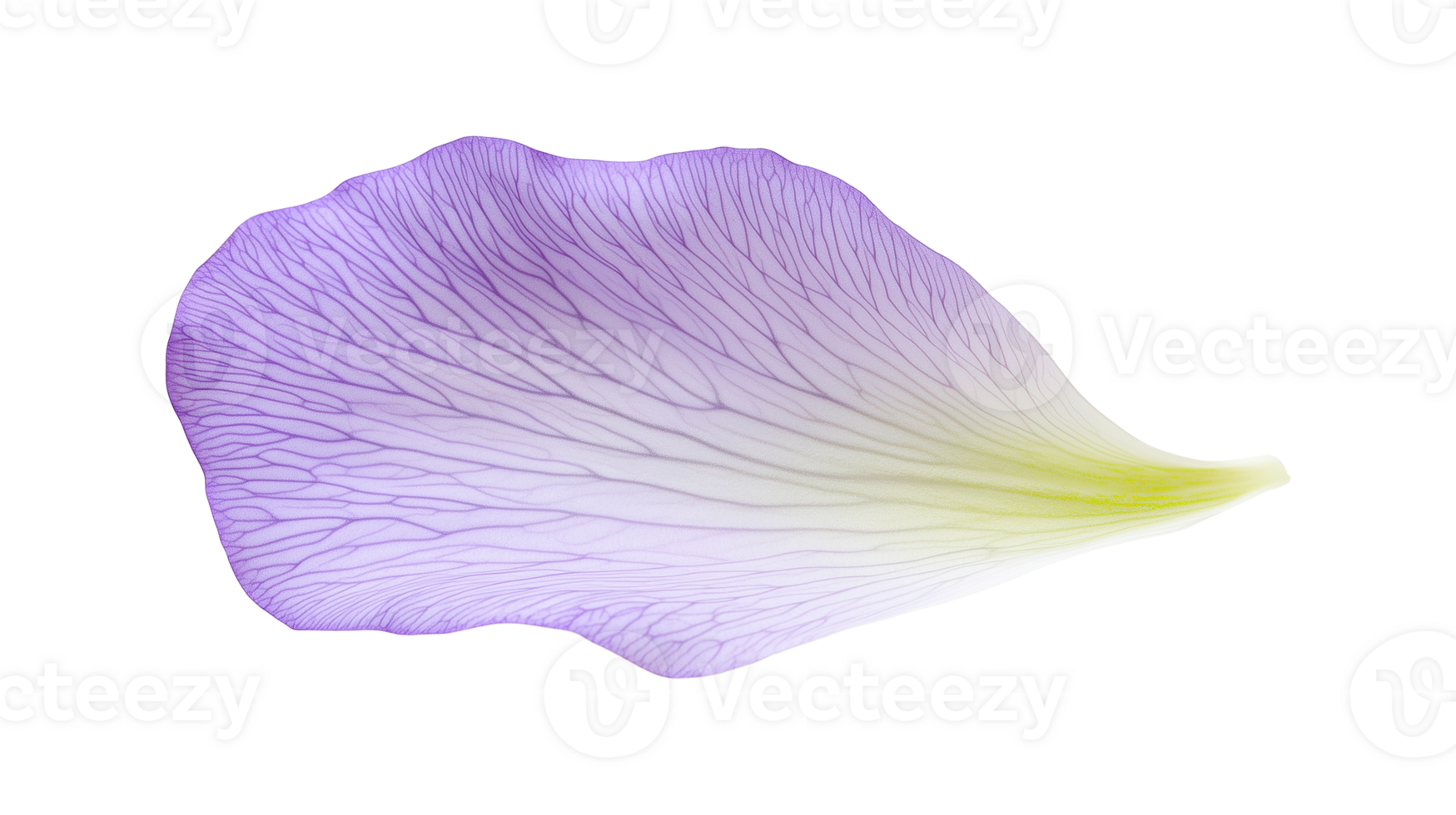 Delicate purple flower petal with soft veined texture png