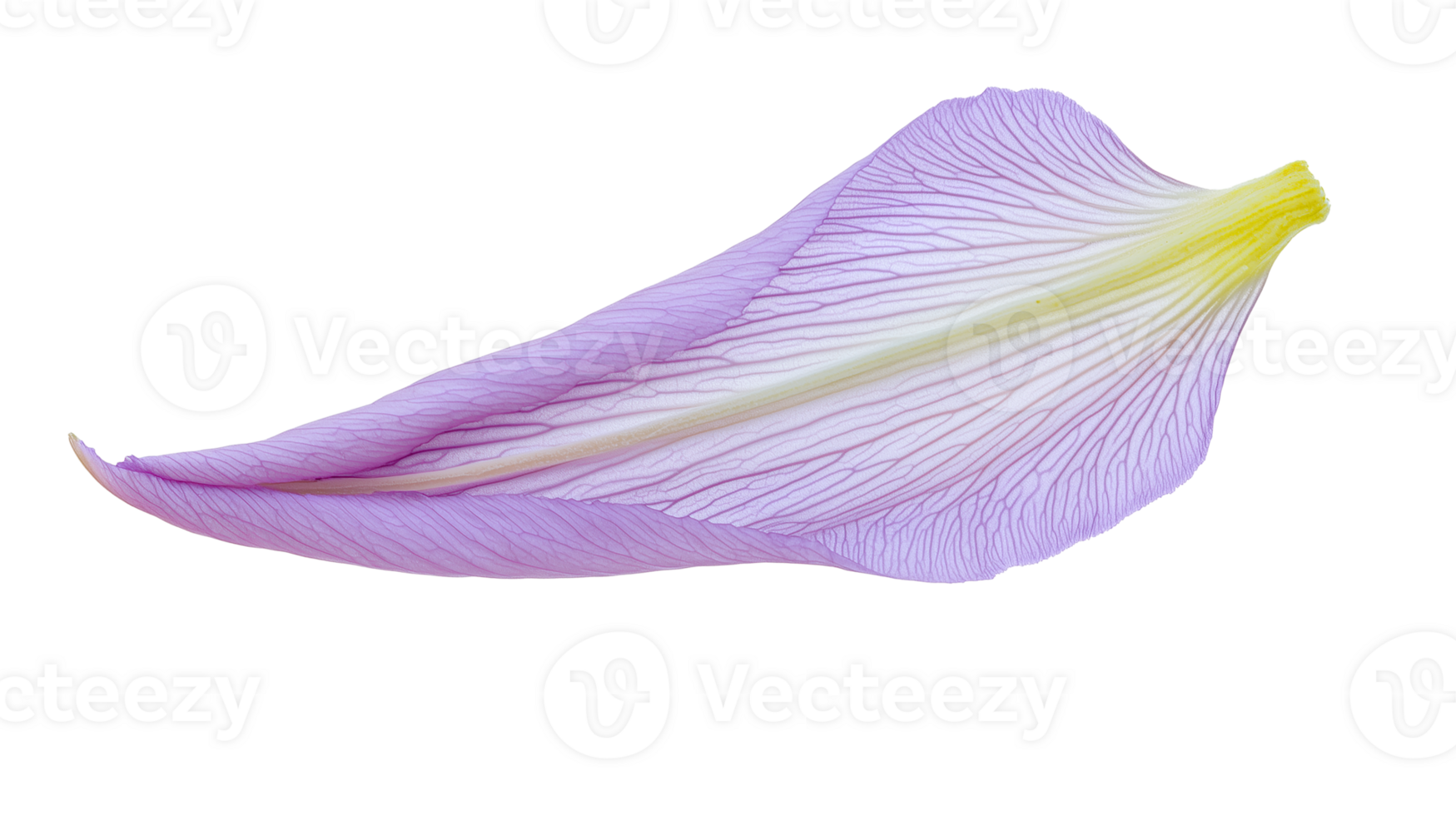 soft purple petal with smooth surface png