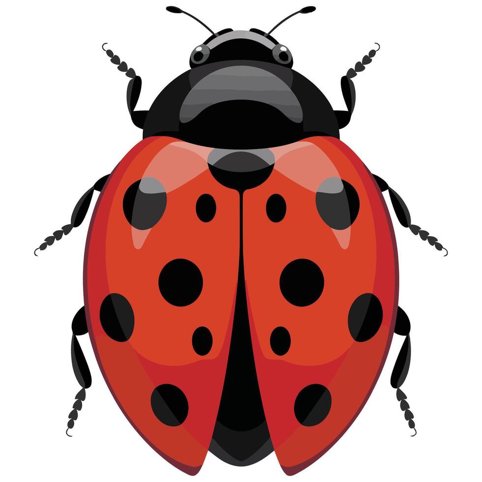 Ladybug clipart illustration vector