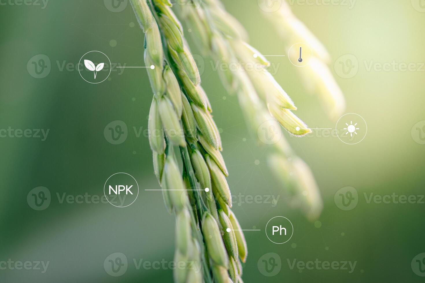 a close up of rice plants with the words plant nutrition photo