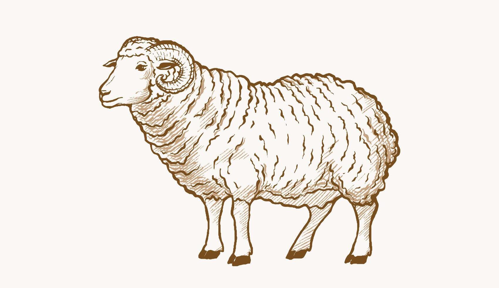 sheep drawing illustration vector