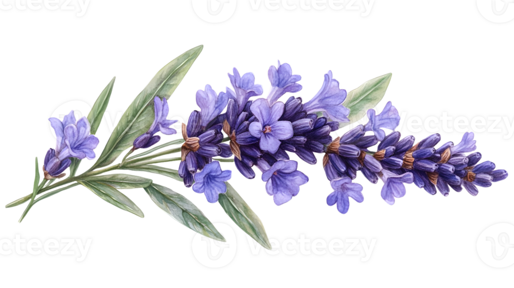 Lavender Flowers Branch with Transparent Background png