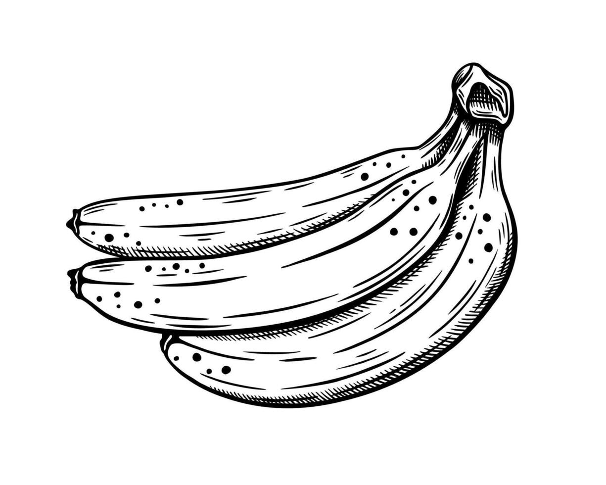 Hand drawn bananas sketch vintage vector