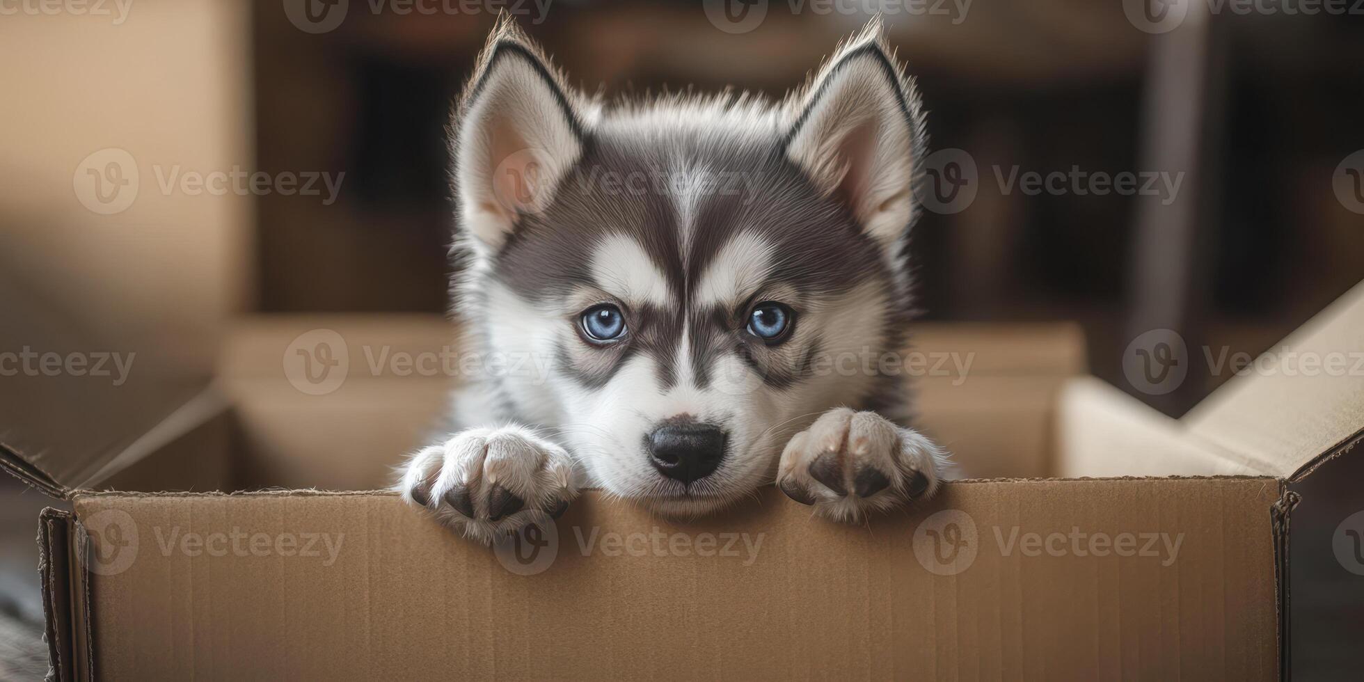 Cute husky puppy peeks out from a cardboard box in a cozy indoor setting during the afternoon photo