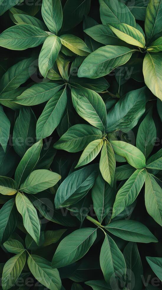 Lush green leaves create a vibrant and natural backdrop in a serene forest setting photo