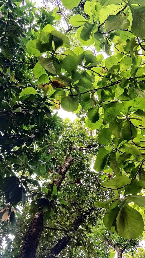 Green leaves among the branches. photo