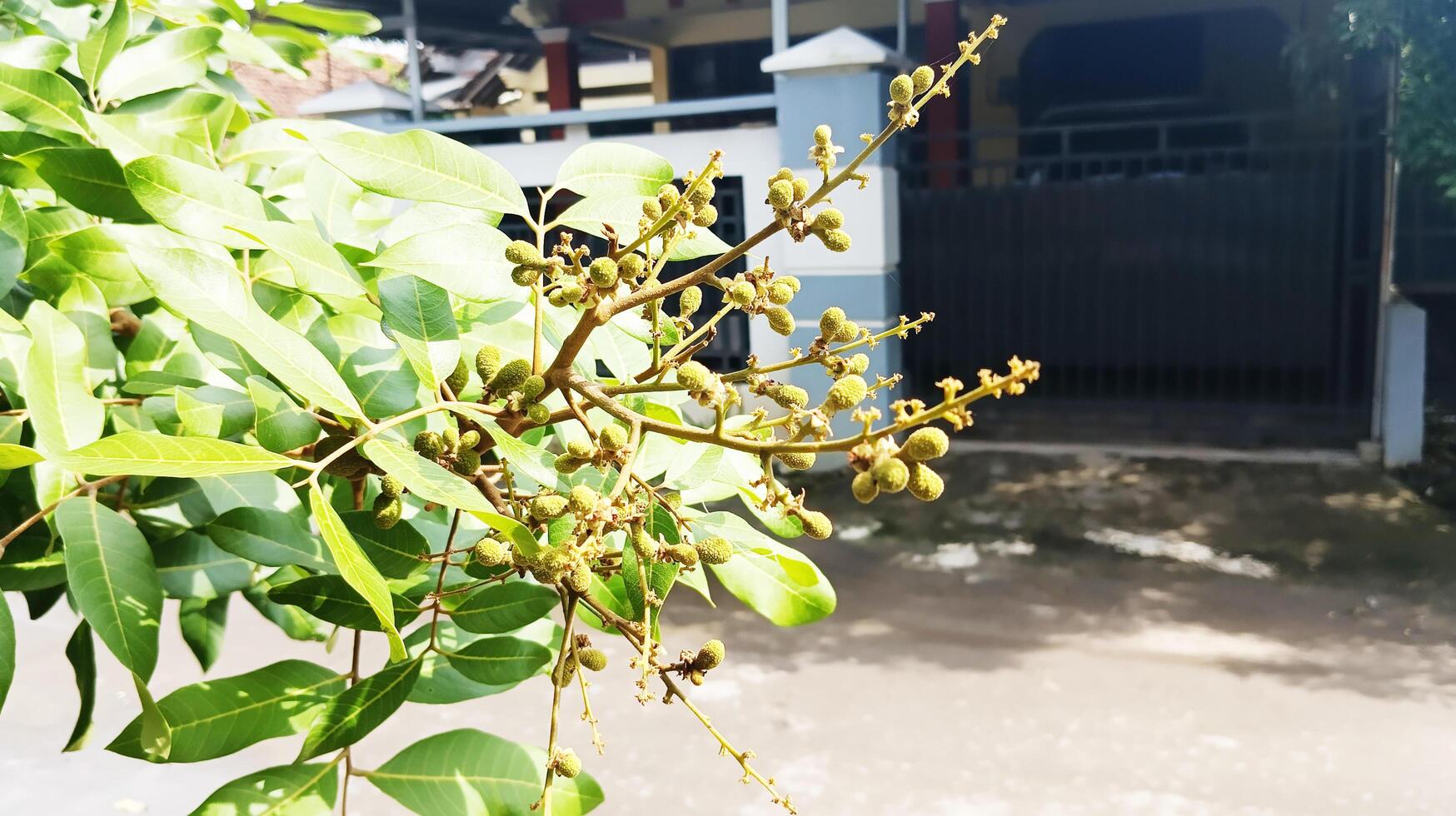 There are many small green longan seeds on the branches of the tree. photo