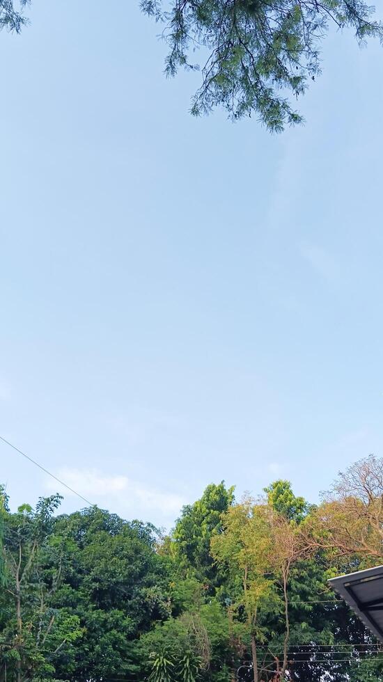 A view of the blue sky surrounded by green trees. photo