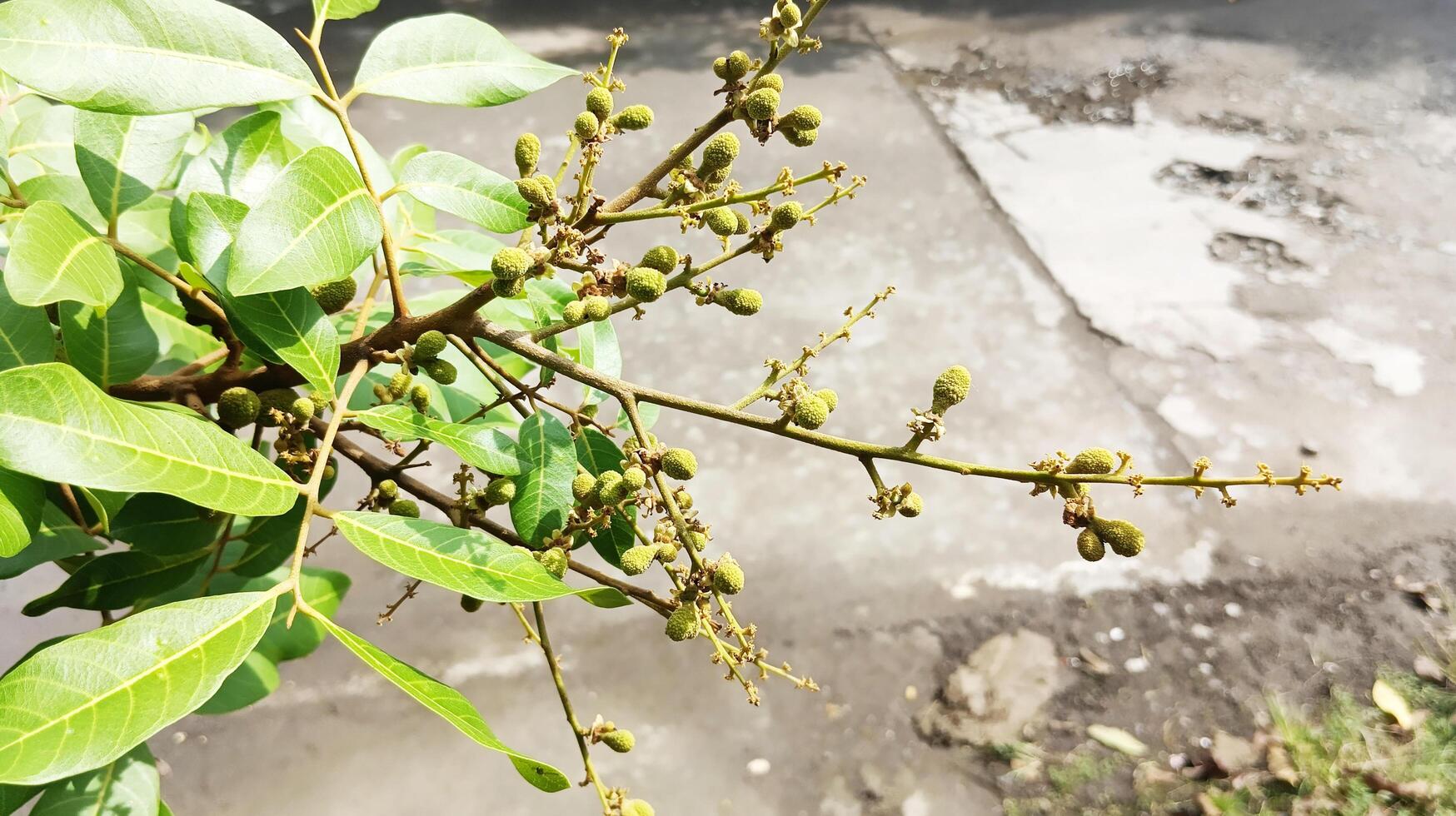 There are many small green longan seeds on the branches of the tree from above. photo