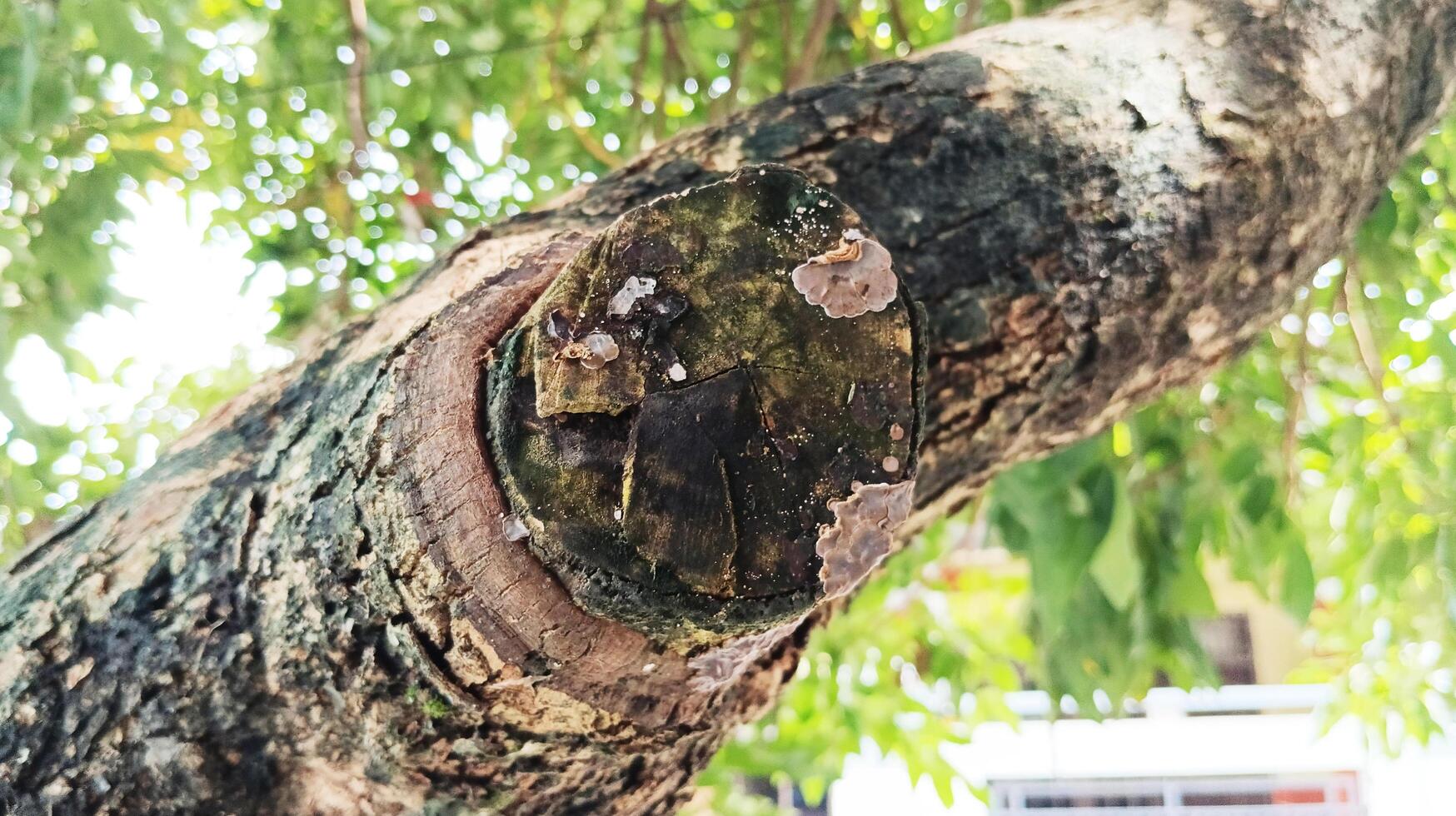 The fungus on the longan tree, the texture of the tree. photo