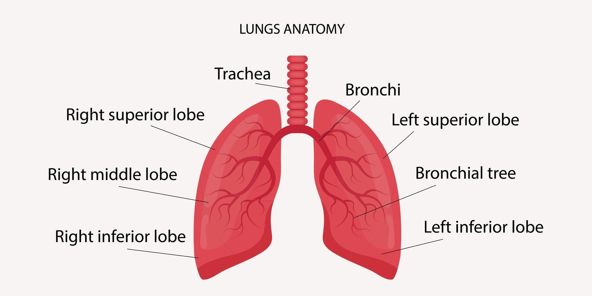 Anatomy of the human lungs. illustration. vector