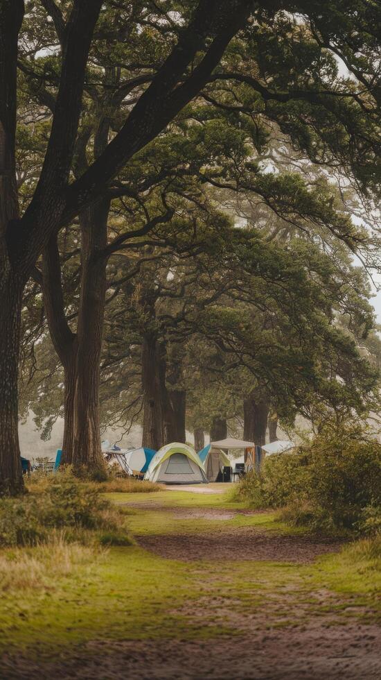 Tents camping area early morning be happy natural area with big trees and green grass photo