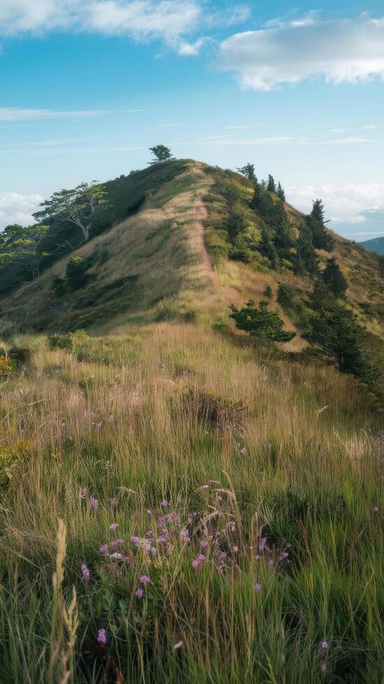 A hill with grass and flowers on it photo