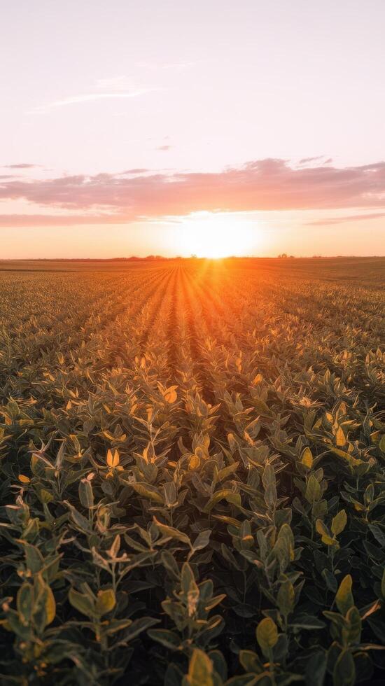 A field of soybeans at sunset photo