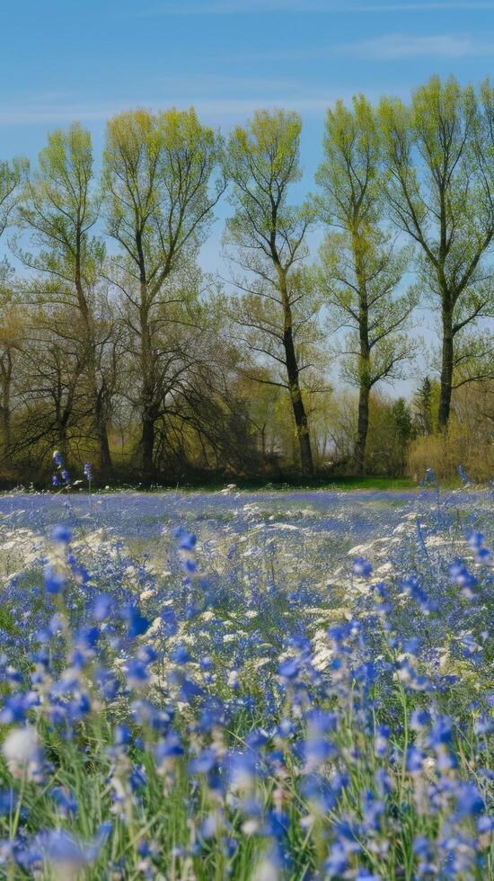 Bluebells in a field with trees and grass photo