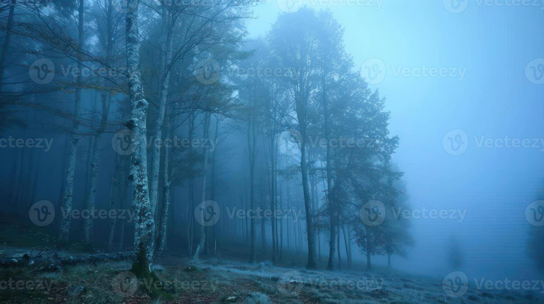 A misty forest scene with tall trees shrouded in fog, creating an eerie atmosphere. photo