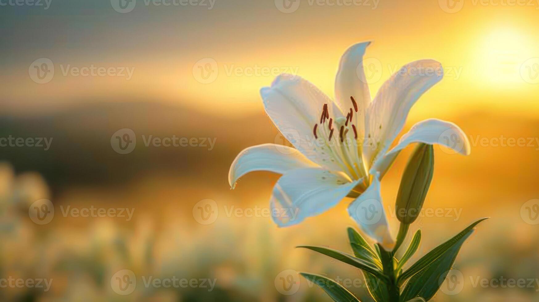 A close-up of a white lily against a warm sunset backdrop. photo