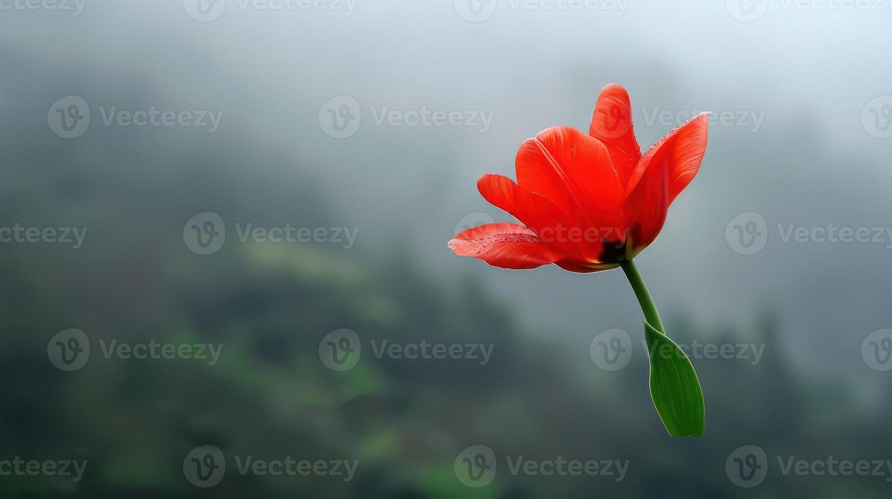 A vibrant red flower stands out against a misty, blurred green background. photo