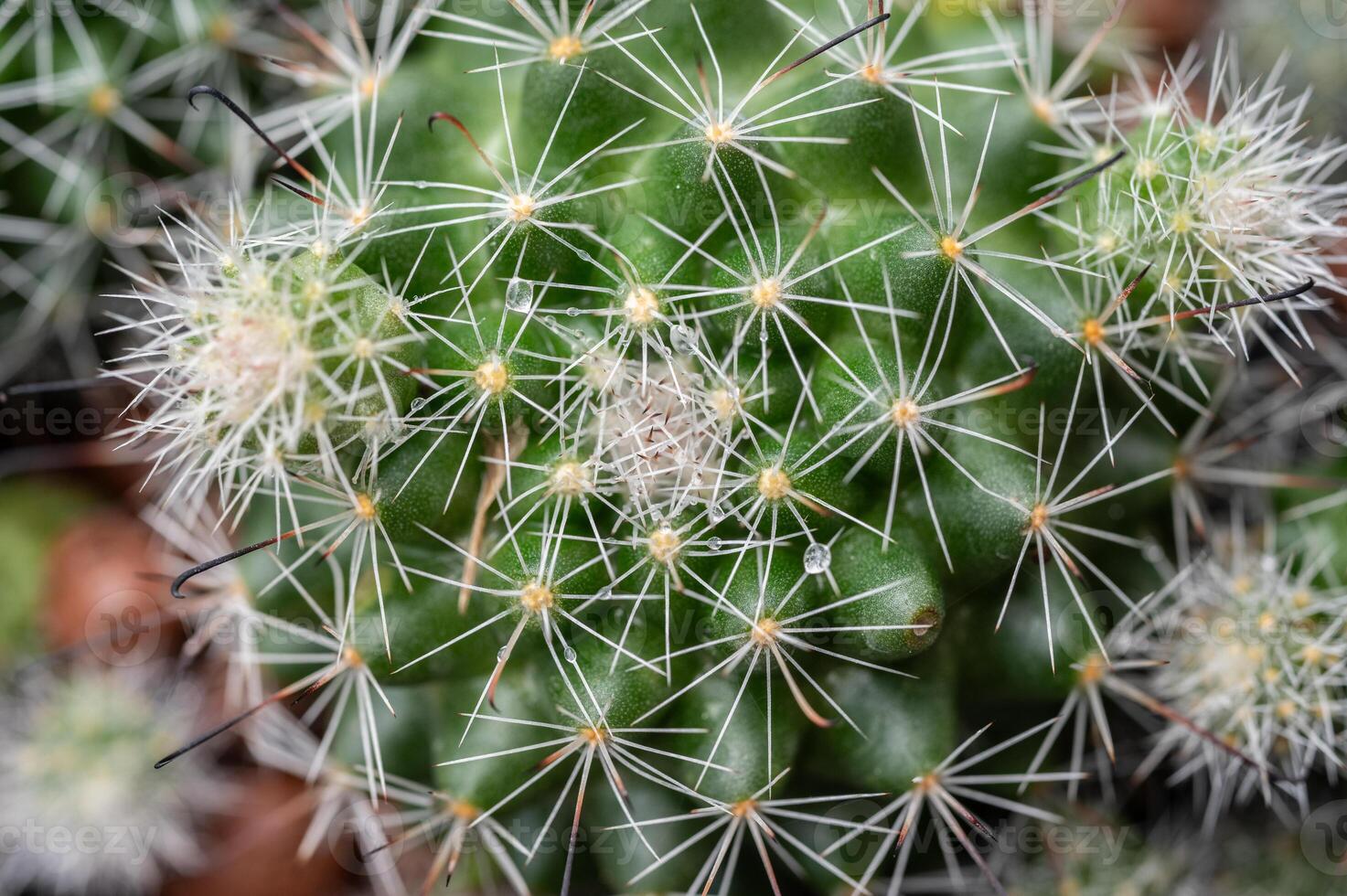 Mammillaria Beneckei growing in a pot. This cactus is a very widespread species that is very abundant. It has white radial spines and brown hooked centrals. photo