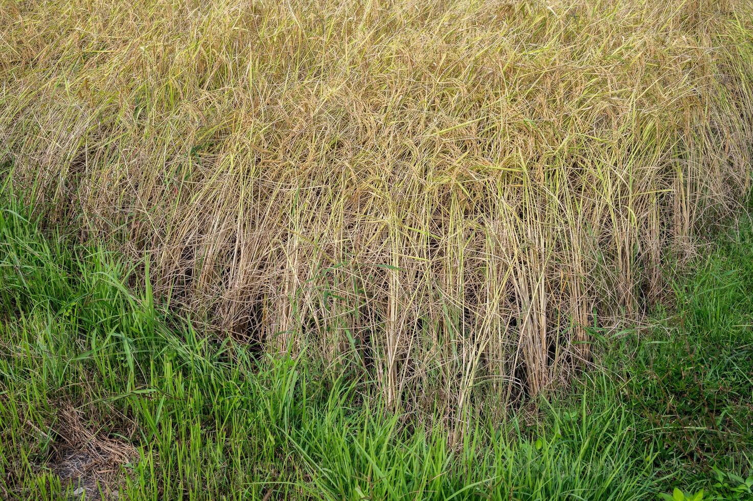 Ripe rice paddy field ready for harvest in rural Thailand. Thailand has a strong tradition of rice production. It has the fifth largest amount of rice cultivation in the world. photo