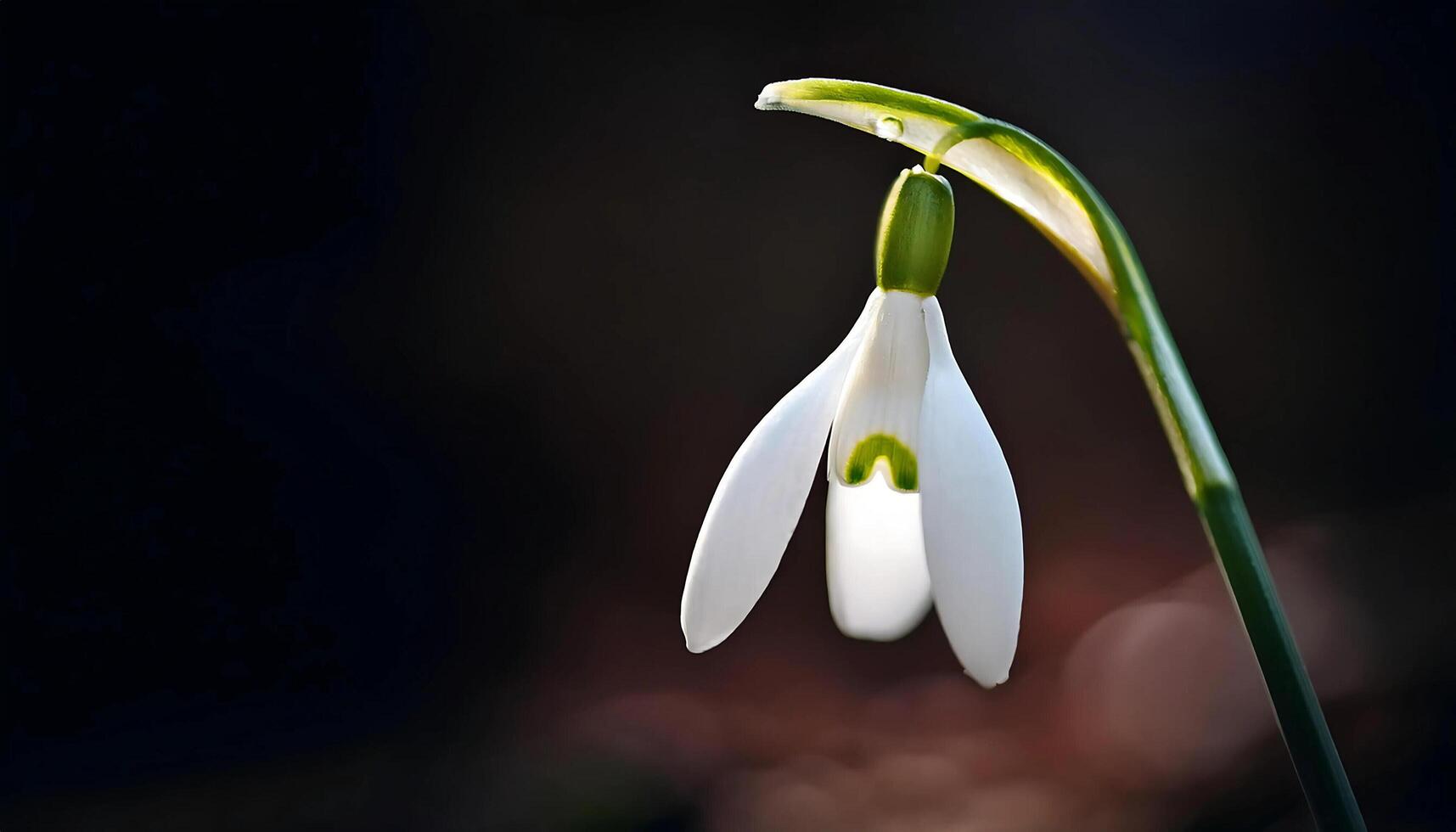 Beautiful snowdrop flower on dark background. First spring flowers. photo