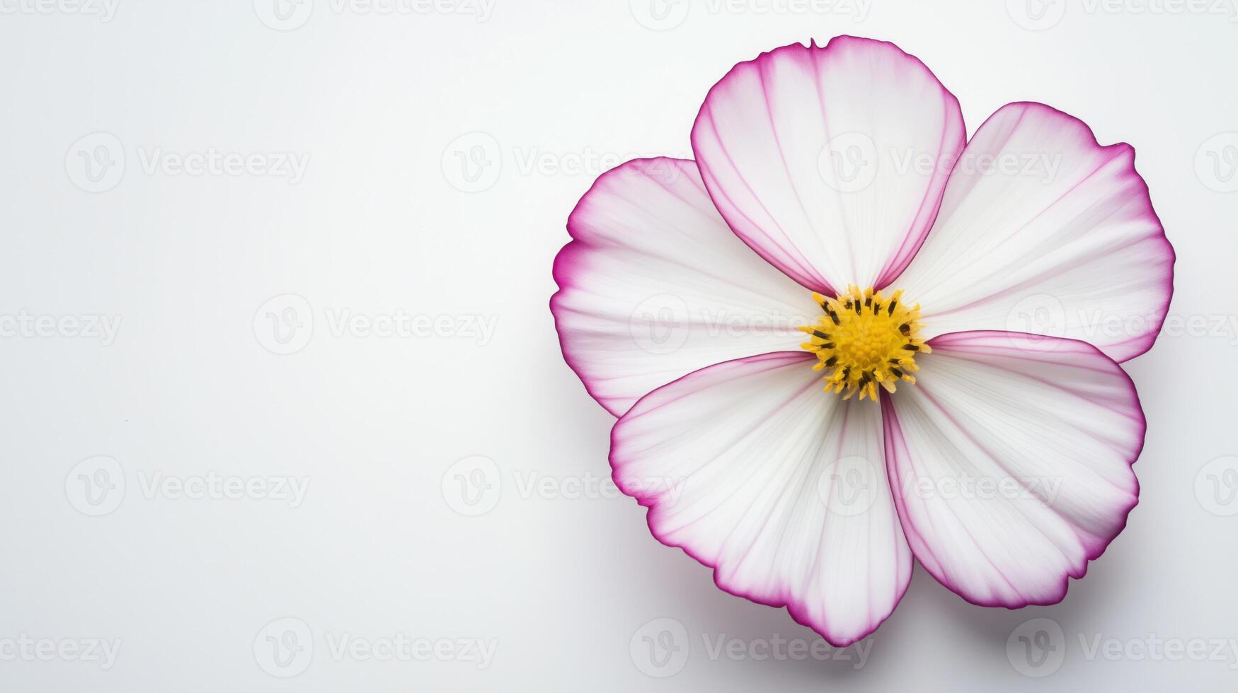 White spring flower with purple border on white background photo