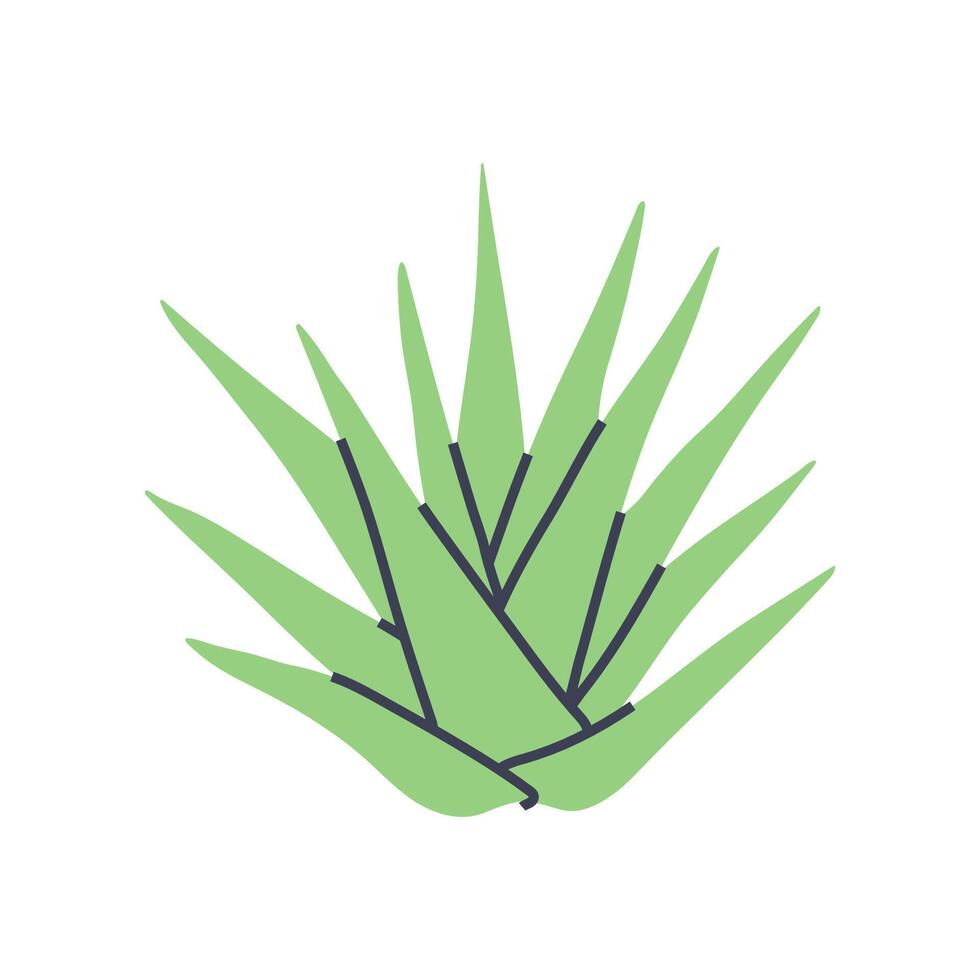 Simple illustration of green aloe plant. Perfect for creating minimalist plant designs vector