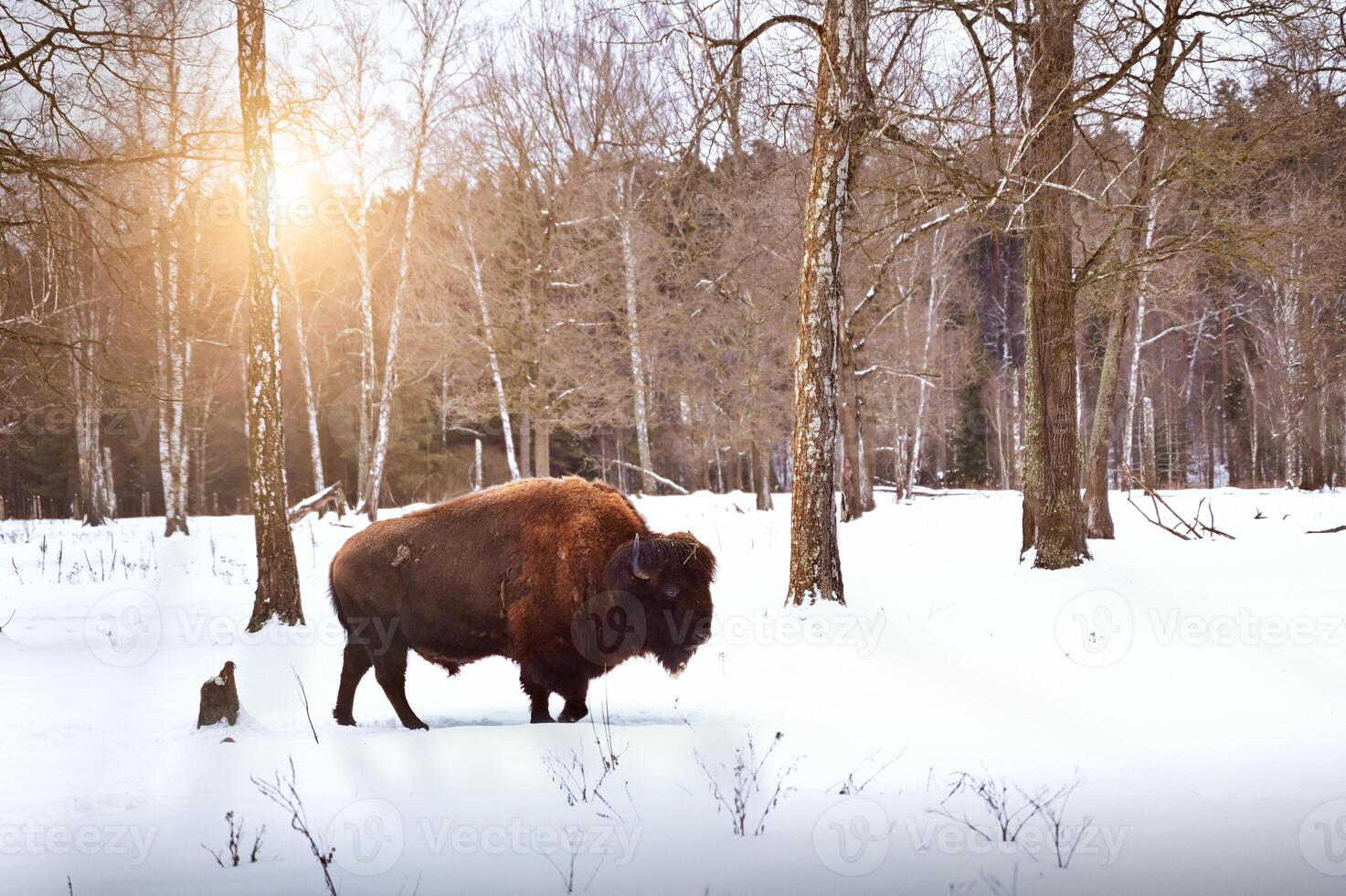 A Bison walks in the forest on a winter snowy sunny day photo