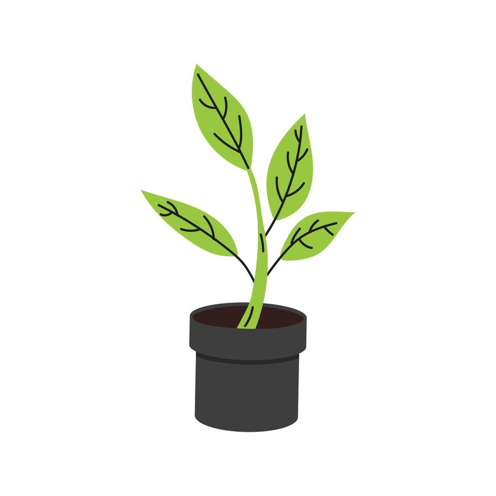 Potted plant with green leaves in a black container on a simple background vector