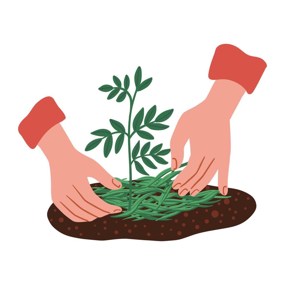 Hands Spread Mulch Under The Plant vector