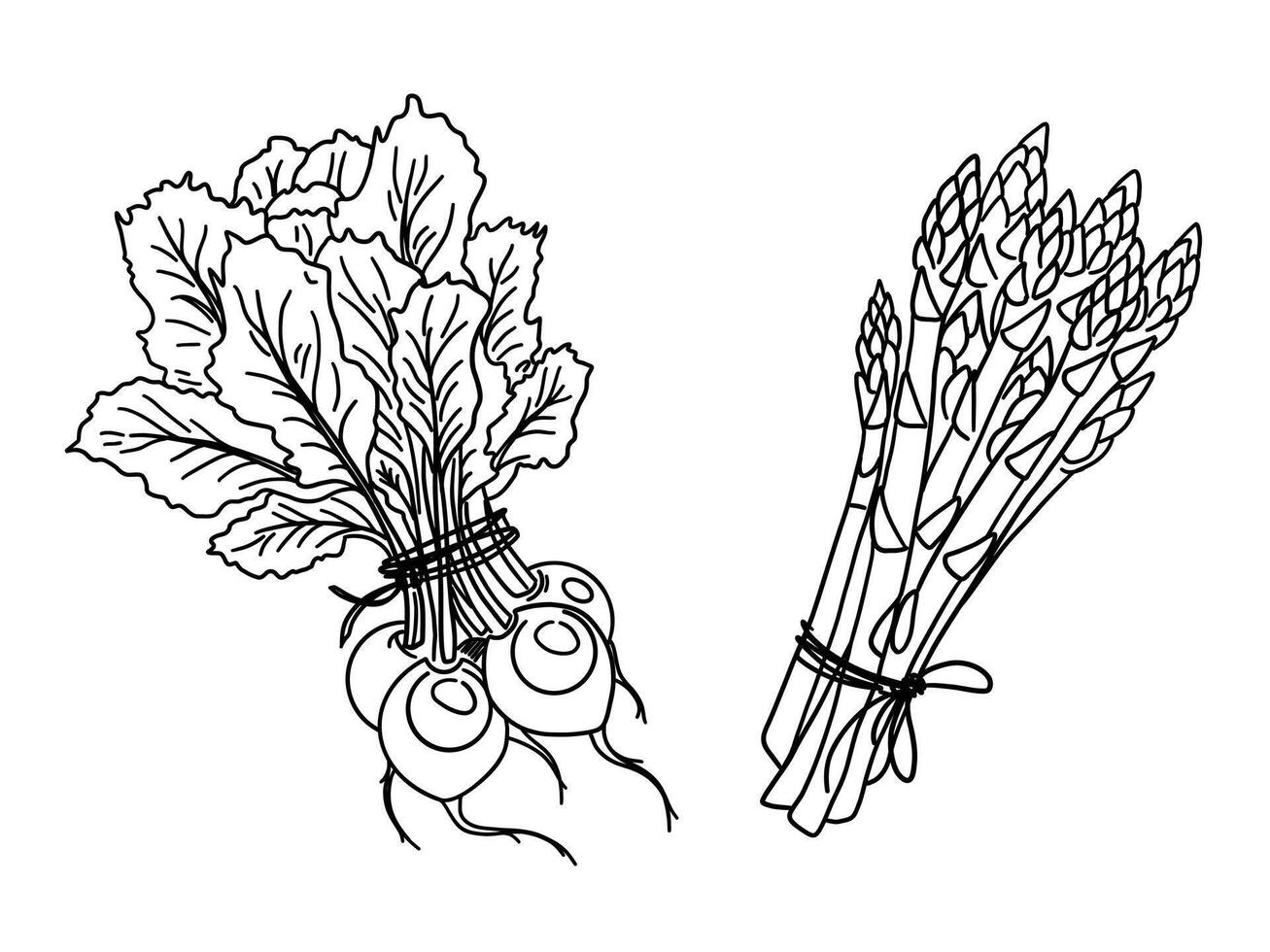 Illustration of organic farm fresh vegetables, asparagus and radish, turnip. Contour thin line in doodle style. Black line, white background vector