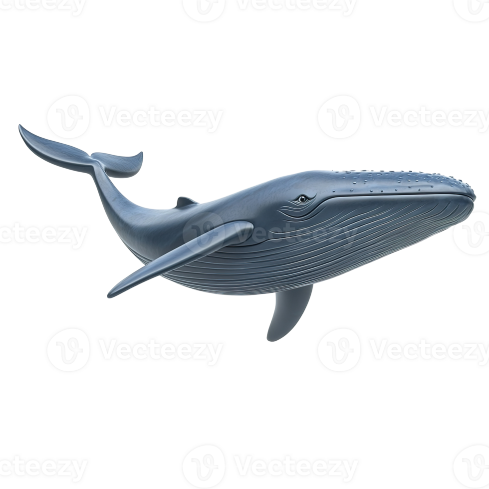 A three dimensional model of a blue whale swimming. Isolated on Transparent Background png