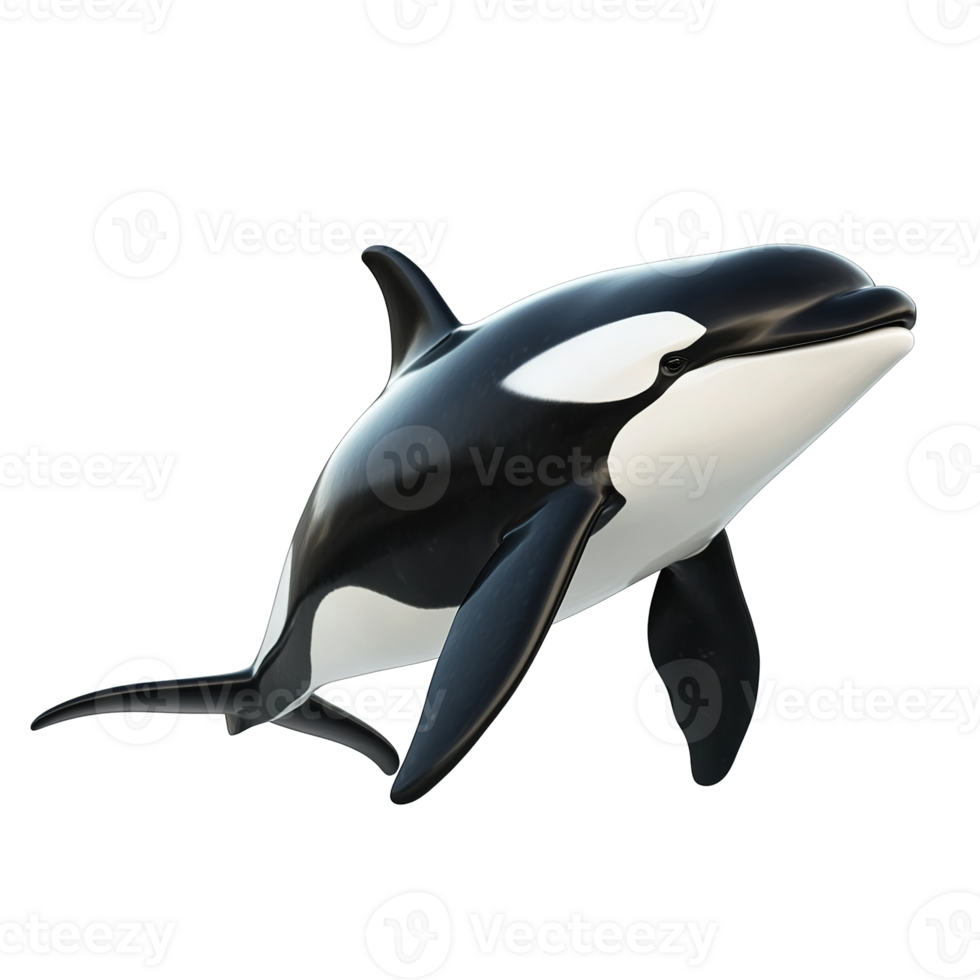 A Killer Whale Swims Gracefully Through The Ocean Depths Isolated on Transparent Background png