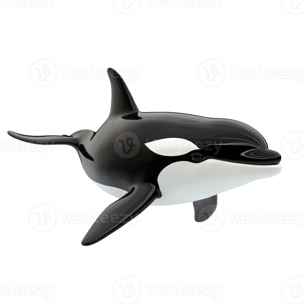 A sleek three dimensional model of a killer whale Isolated on Transparent Background png
