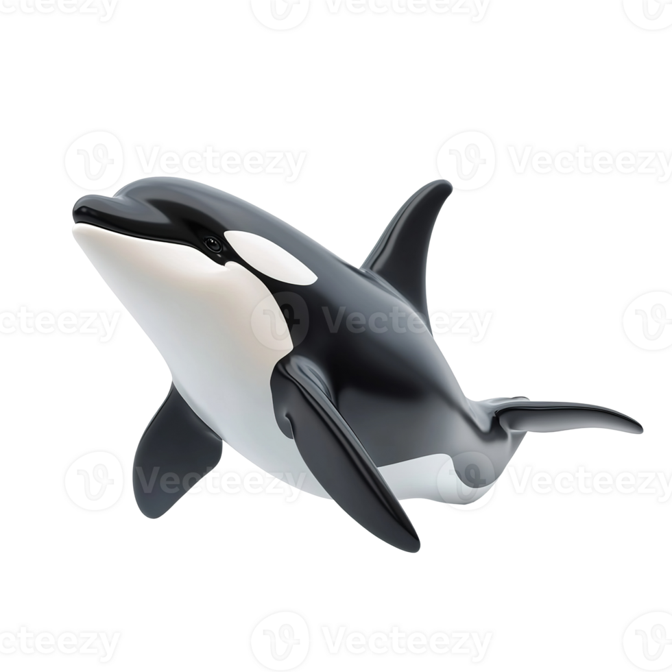 A sleek black and white orca swims gracefully Isolated on Transparent Background png
