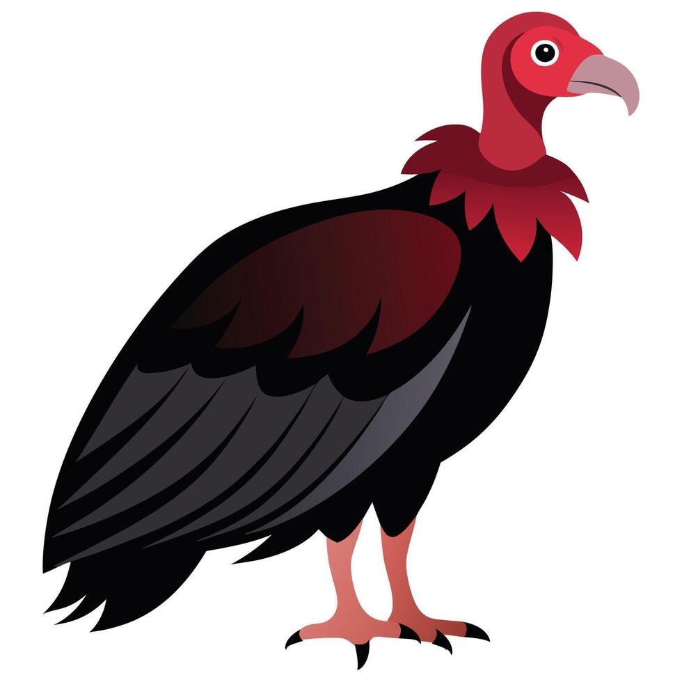 Illustration of Turkey Vulture vector