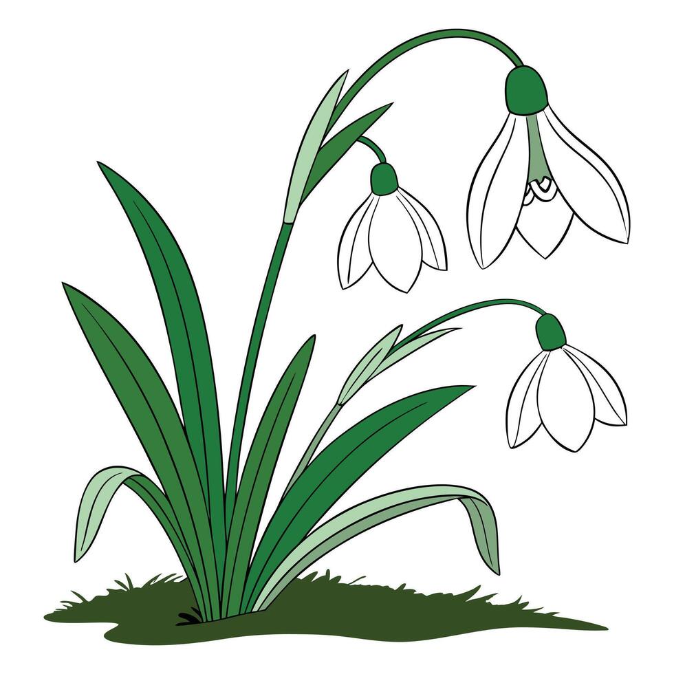 Charming Snowdrop Flowers vector