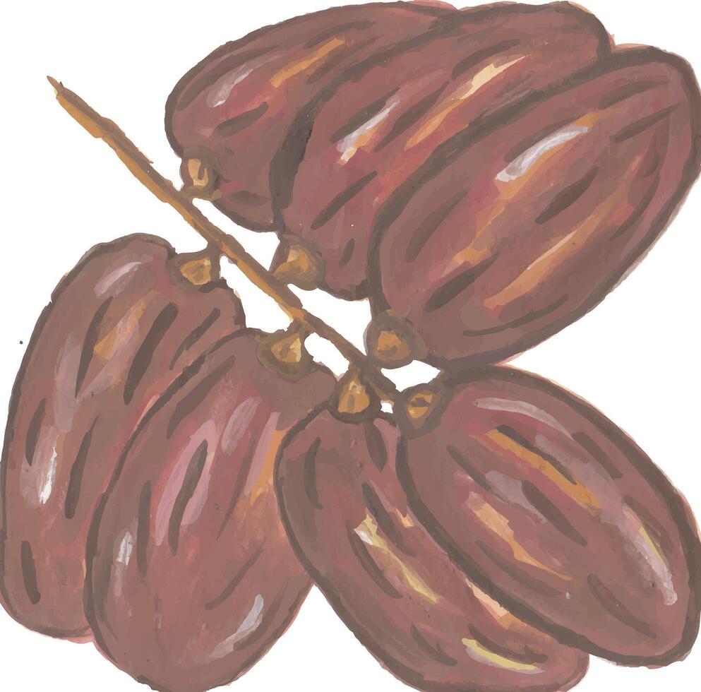 a drawing of a bunch of arabian dates fruit vector
