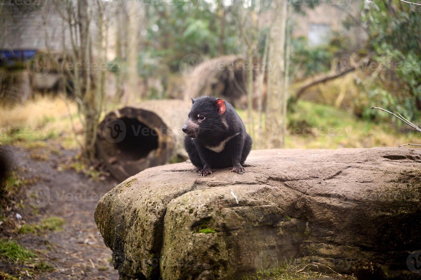 Tasmanian devil Sarcophilus harrisii purinina in Copenhagen zoo Kobenhavn 2025 photo
