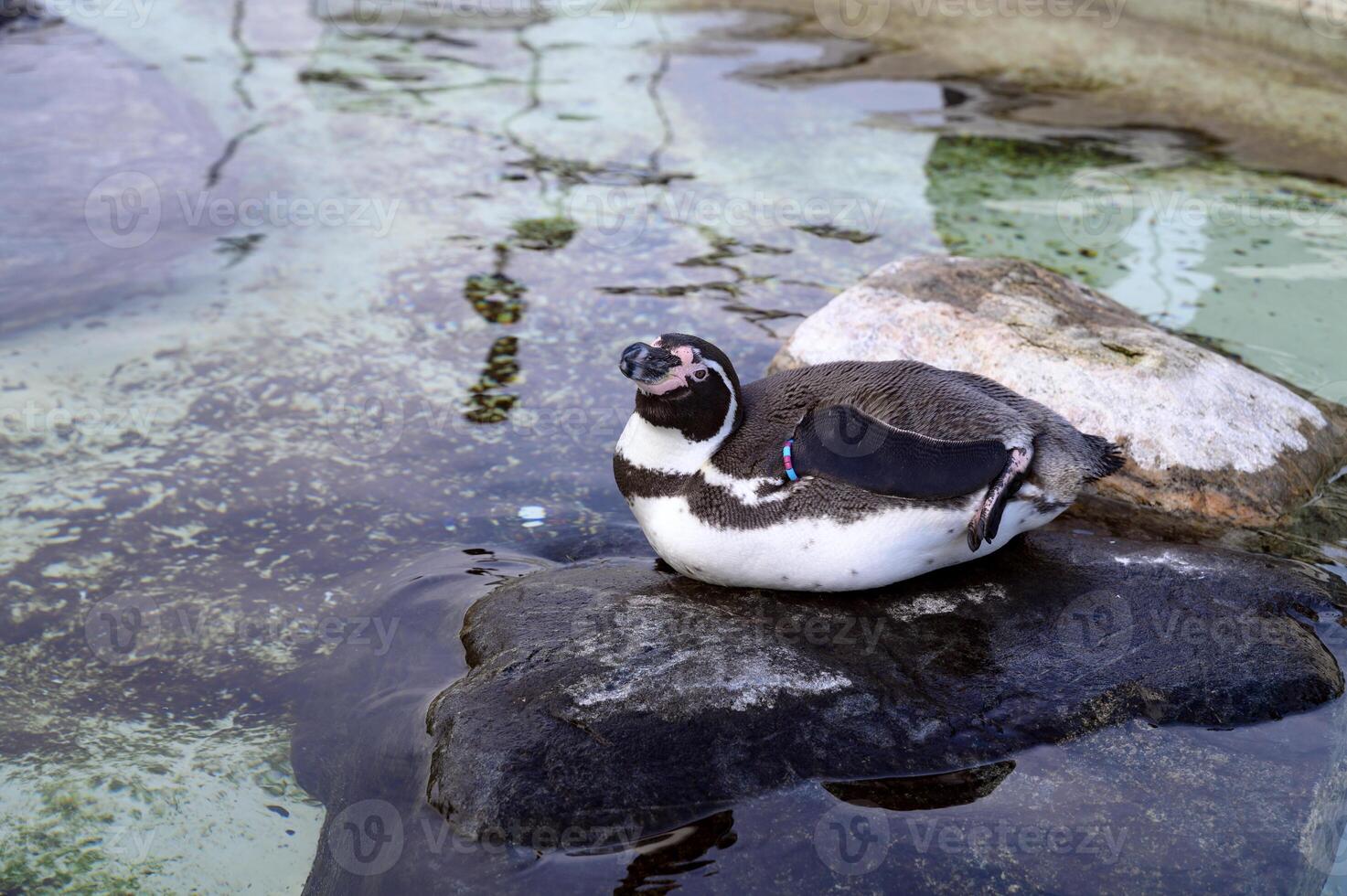 Humboldt or Magellanic penguin Spheniscus in the Copenhagen zoo Kobenhavn 2025 photo