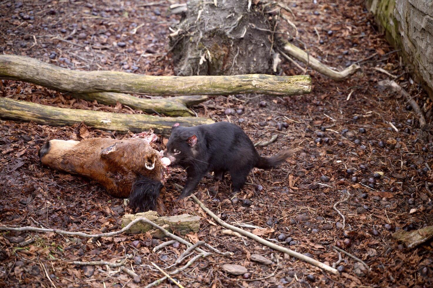 Tasmanian devil Sarcophilus harrisii purinina in Copenhagen zoo Kobenhavn 2025 photo