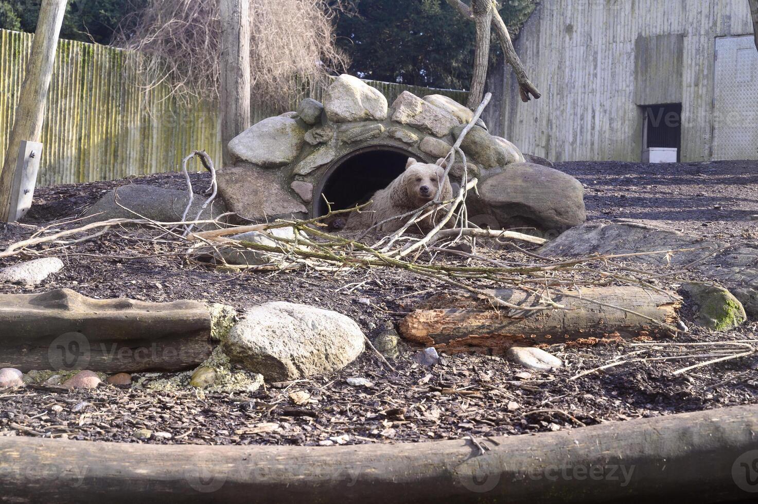 A brown bear in Copenhagen zoo Kobenhavn 2025 photo