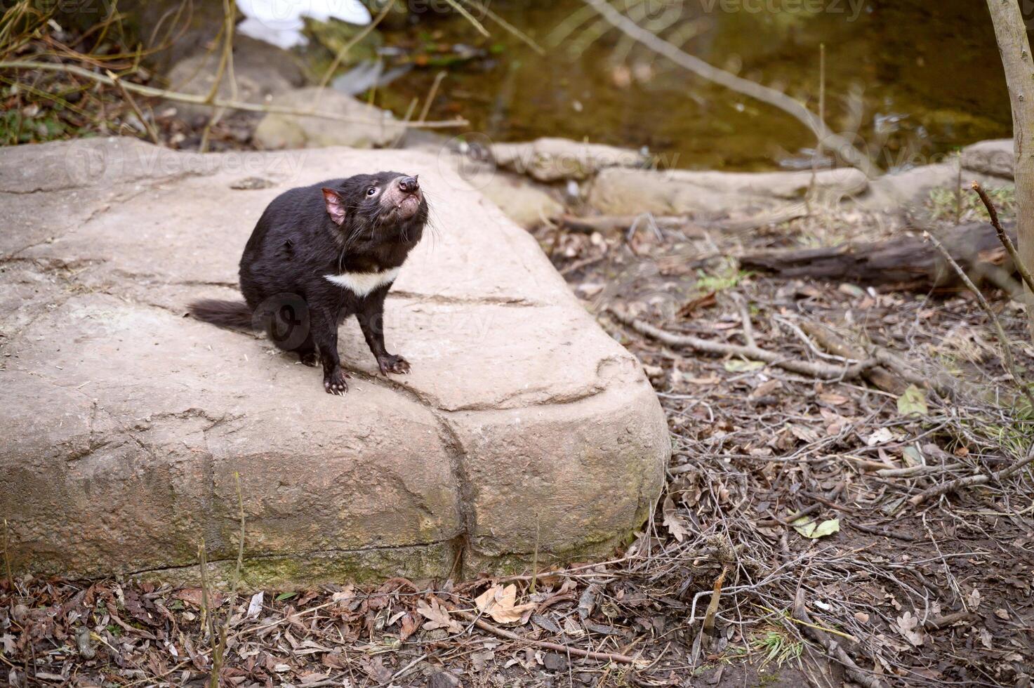 Tasmanian devil Sarcophilus harrisii purinina in Copenhagen zoo Kobenhavn 2025 photo