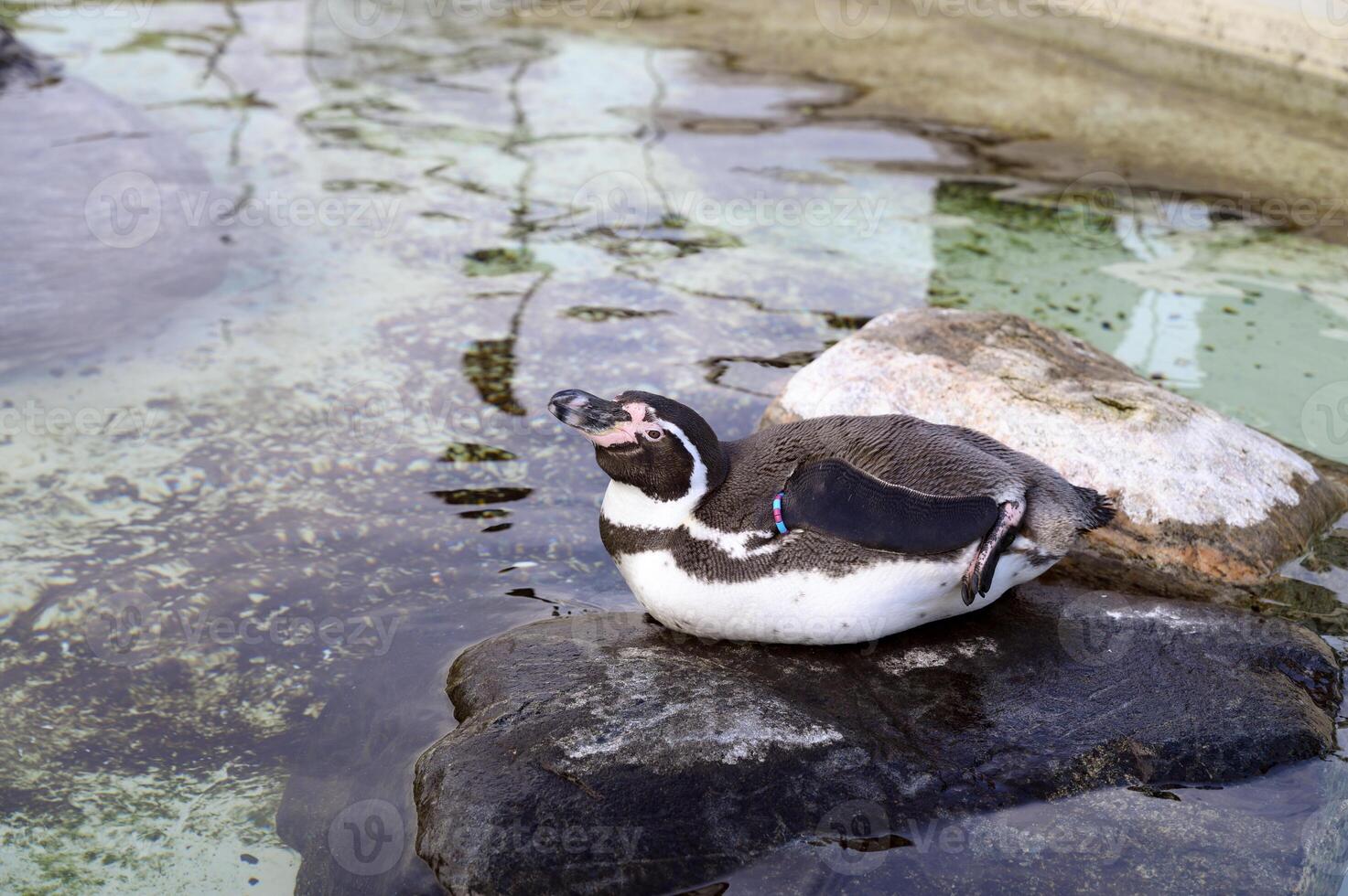 Humboldt or Magellanic penguins Spheniscus in the Copenhagen zoo Kobenhavn 2025 photo